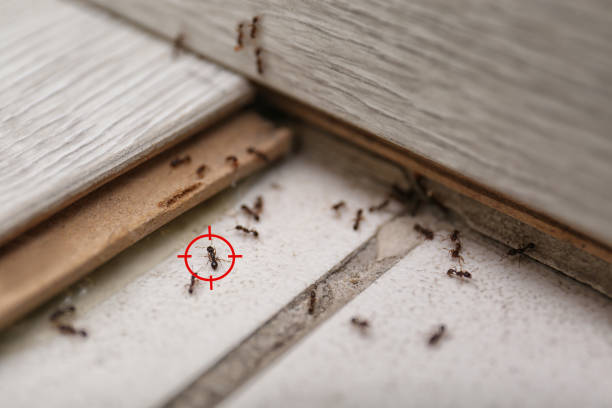 Best Cockroach Control Services  in Lisbon, IA